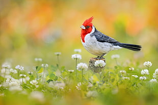 white and red bird, nature HD wallpaper