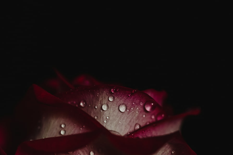 Rose,  Drops,  Petals,  Dark background HD wallpaper