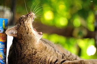 brown tabby cat, cat, animals, 500px, yawning HD wallpaper