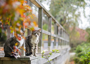 two gray tabby cats standing on the edge of brown wooden veranda on daytime