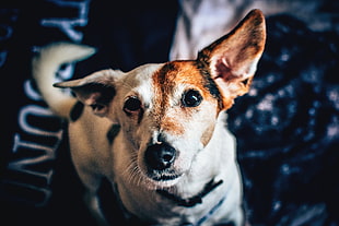 closeup photography of adult short-caoted tan and white dog