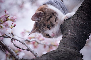 brown and gray cat touching tree branch