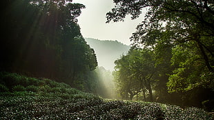 green leafed trees, nature, China, Hangzhou, West Lake