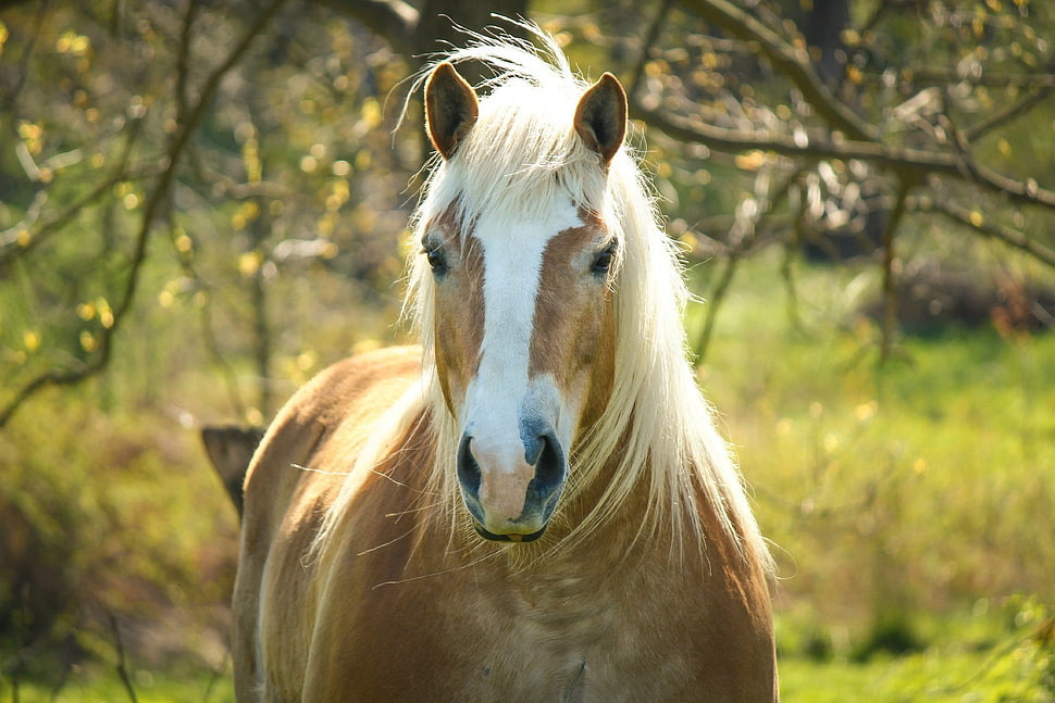 brown horse near trees during daytime HD wallpaper