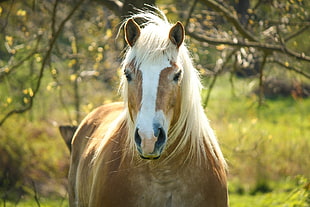 brown horse near trees during daytime