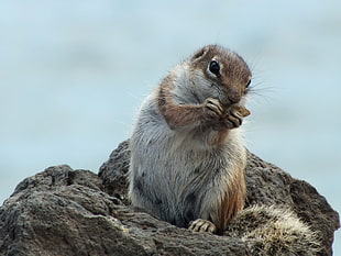 brown and gray squirrel, chipmunk, peanut