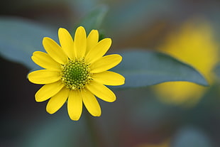 yellow Daisy flower selective focus photo HD wallpaper