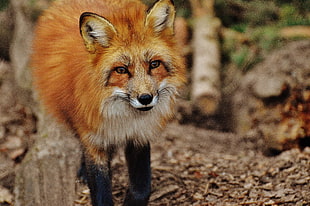 brown fox near brown tree branch