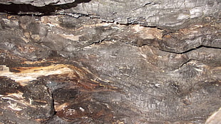 Texture,  Bark,  Wood,  Old