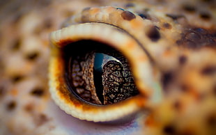 closeup photo of brown and black spotted lizard