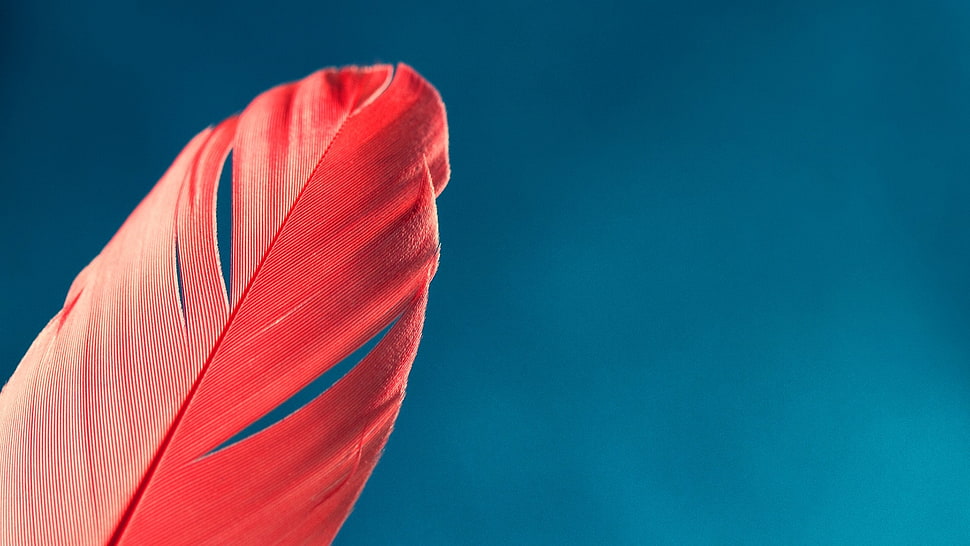 red feather HD wallpaper