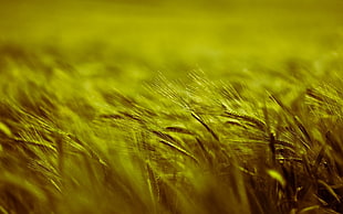 shallow focus photography of wheat field, nature, crops, spikelets, monochrome HD wallpaper