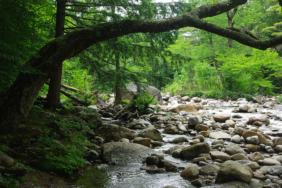 trees near river during daytime HD wallpaper