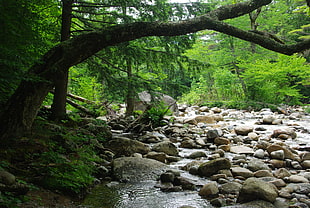 trees near river during daytime