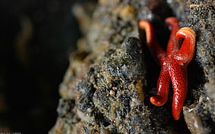 red starfish under the stone HD wallpaper
