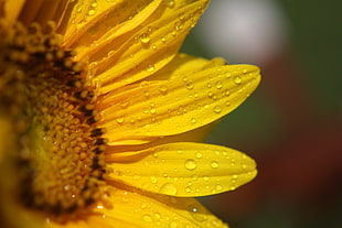 close up shot of sunflower with water droplets HD wallpaper
