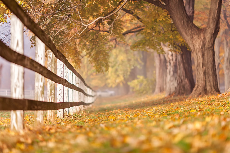 brown wooden fence, trees, fence, fall HD wallpaper