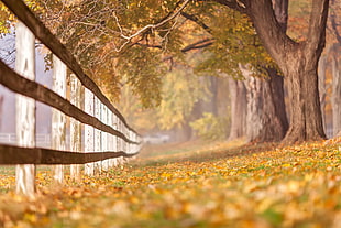 brown wooden fence, trees, fence, fall HD wallpaper