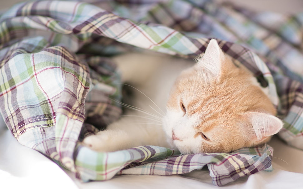 focus photography of short-fur orange tabby kitten covered with plaid cloth HD wallpaper