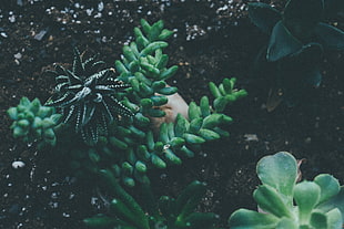 green plant, Plant, Pointed, Soil