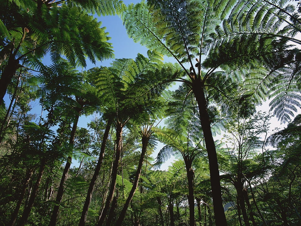 green trees on forest during day time HD wallpaper