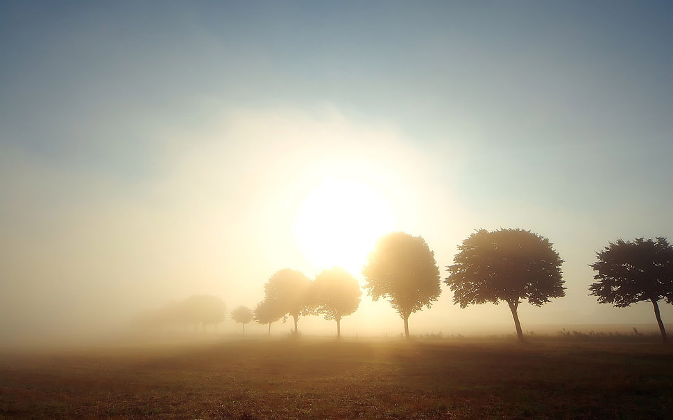 tree silhouette, Sun, sunlight, landscape, trees HD wallpaper