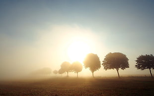 tree silhouette, Sun, sunlight, landscape, trees