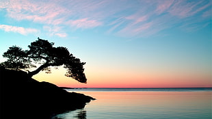 silhouette of tree, sunset, sky, trees, horizon