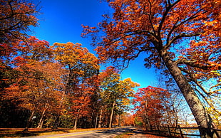 orange tree, road, fall, trees HD wallpaper