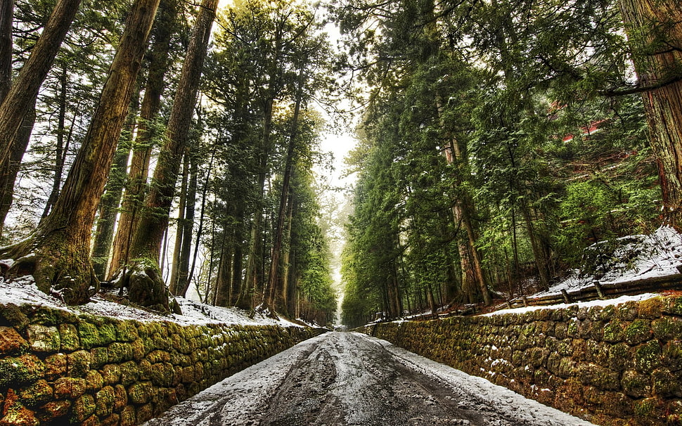 green trees, road, snow, wall, trees HD wallpaper