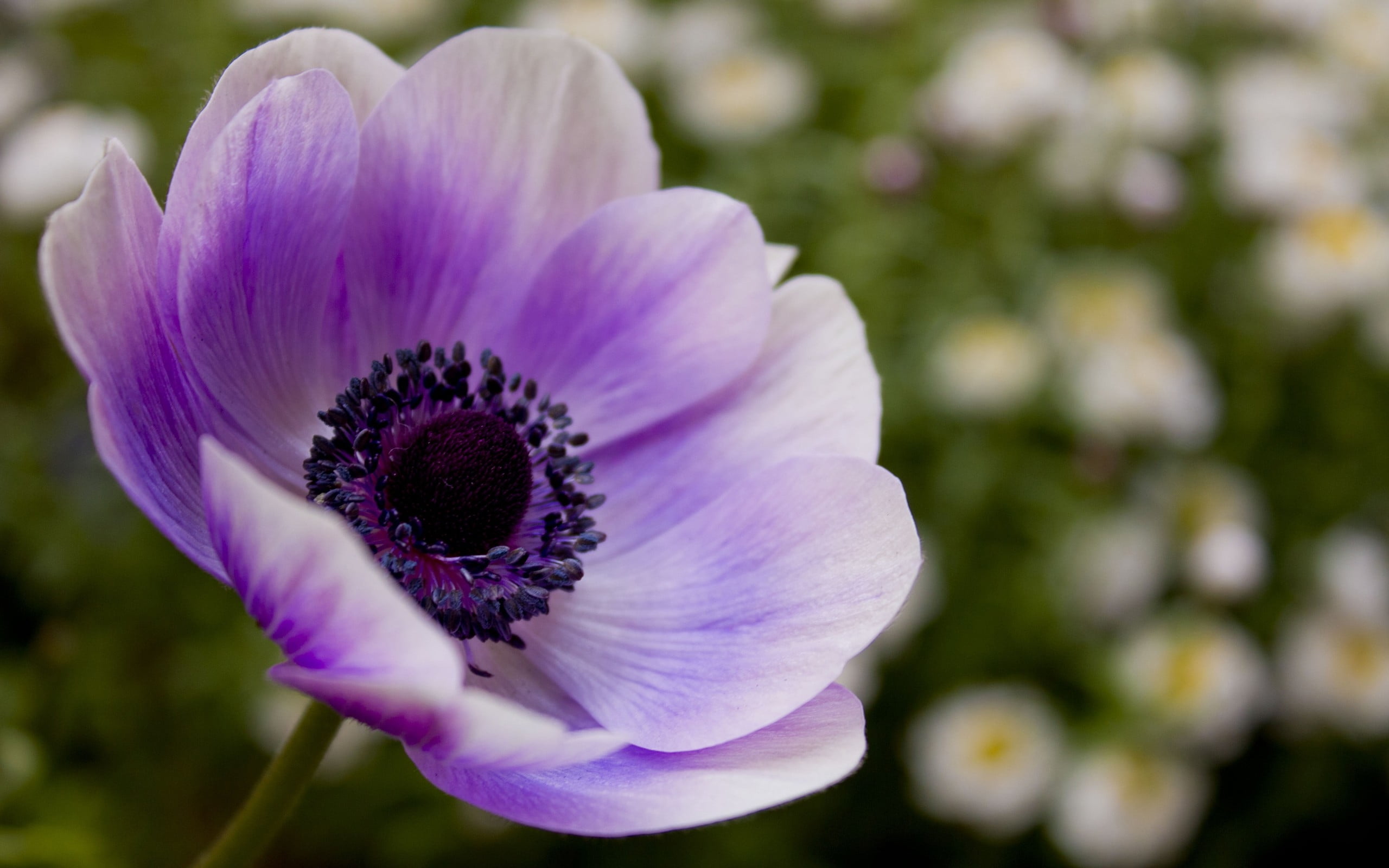 Close up photography of purple anemone flower HD wallpaper | Wallpaper