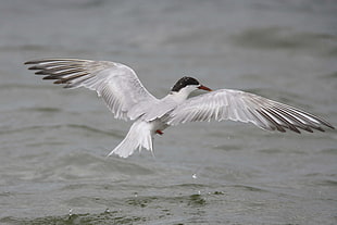 Seagull flying near the body of water HD wallpaper