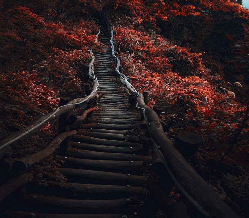 brown wooden pathwalk HD wallpaper