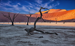 leafless tree and sand dunes, desert, sand, nature, landscape