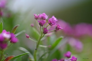 selective focus photo of purple petaled flowers during daytime, aubrieta