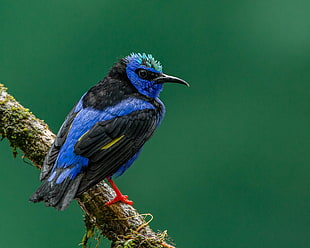 blue and black long-beak bird, red-legged honeycreeper