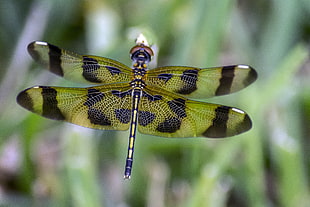 green and black dragonfly during daytime, halloween pennant