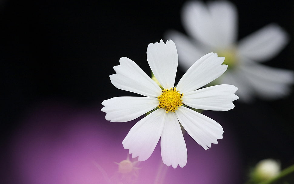 photograph oh white daisy flower HD wallpaper