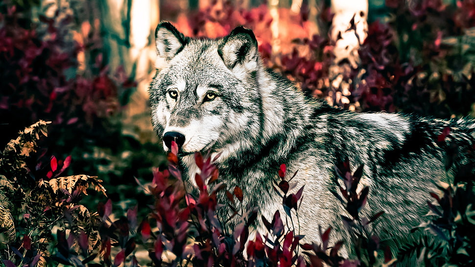 white wolf painting, wolf, forest, animals, plants HD wallpaper