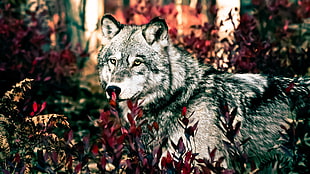 white wolf painting, wolf, forest, animals, plants