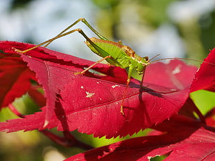 green katydid, Grasshopper, Maple, Leaf