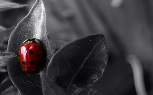selective color of ladybug photo