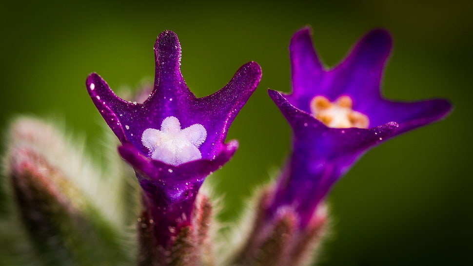 two purple petaled flowers HD wallpaper