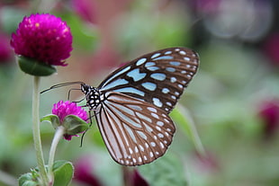 brown butterfly on purple petaled flower