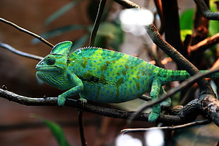 close up view of green and yellow chameleon in tree trunk