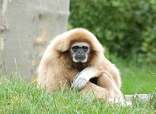 monkey sitting on green grass during daytime HD wallpaper