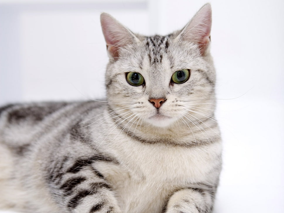 gray and black fur cat HD wallpaper