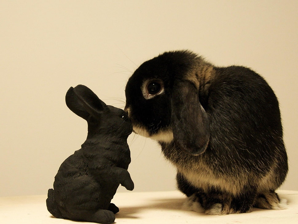 dwarf hotot kissing each other HD wallpaper