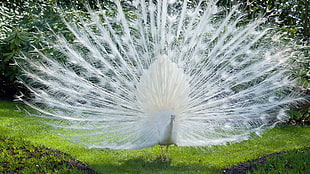 white peacock, animals, nature, peacocks, birds HD wallpaper