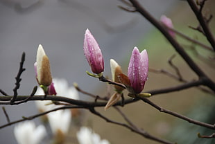 pink flowering stem